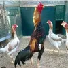 sameer.hussain149