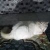 bulan1165