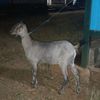robert.robhitoh.d