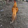 blangkon.farm.kud