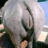 gullbulatt