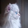 keiracatley