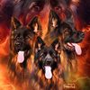 Dogslover ❤️🔥