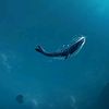 whale8858