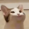popcat1332