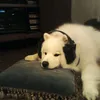 isla