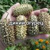 depopdipip
