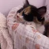harrietsreputation13
