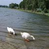 sm.juwel..rana