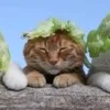 mellolaroace