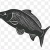 _fish_92