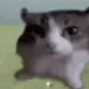 fafasdfasd