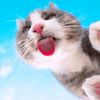 funny_video9780