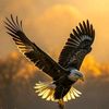 ahmed.egypt986