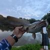 angler.gabus88
