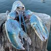 blue_lobster13
