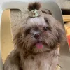 calliepawmily