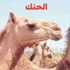 hamdan.oussoul