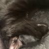 batfoxes8