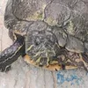 oioioiunas