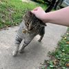 food4strays
