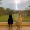 blackchickenwhitechicken
