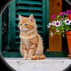 meew242