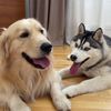 Dog Family