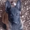 el.malinois4