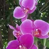 v.thng5160