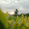 takashiakunkedua