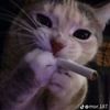 katt29046