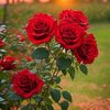 laraibzahra373