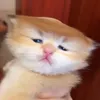 tkatooky8h6