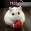 teddy_tobby25