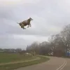 hahihi__1