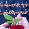 dil.nawaz6469