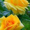 aman.ullah8175