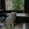 taoubamazouz