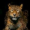 bilal.gujjar335