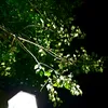 slipa_42saund