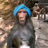 anakmuzang