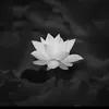 sang.nguyen1195