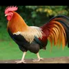 i.nguyn9026