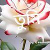 h.m.tanim.mollah