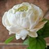 mhammad_126