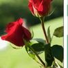 user6109087639936