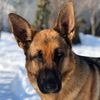maya.woof