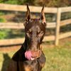 _nalathedoberman