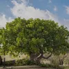 FIG TREE
